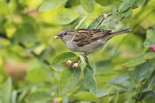 A house sparrow (Passer domesticus) feeding on the fruit of a rock pear, snowy mespilus (Amelanchier ovalis), Hesse, Germany
