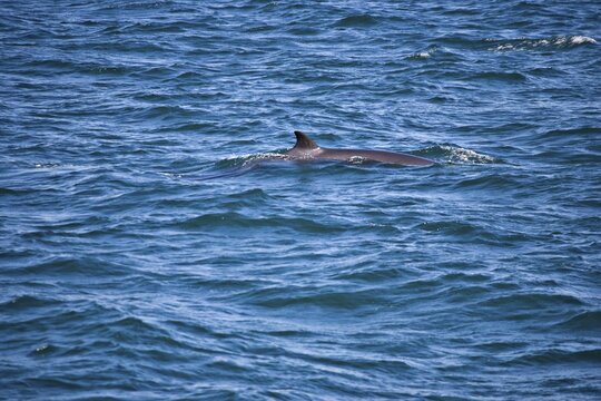 Harbour Porpoise (Phocoena phocoena) in Reykjavik Bay, Reykjavik, Iceland, Atlantic Ocean