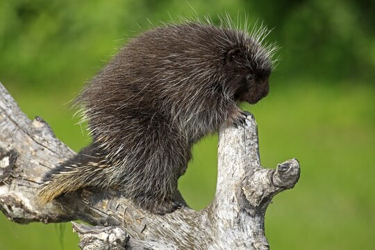 Urson (Erethizon dorsatum), tree porcupine, North American tree porcupine, adult, climbing, tree, Minnesota, USA