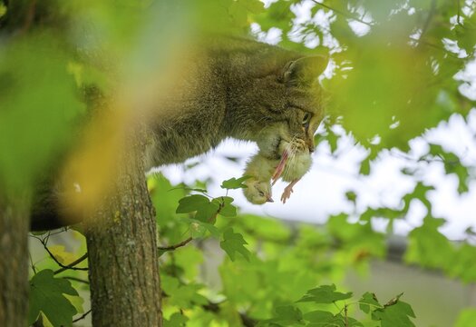 European wildcat or forest cat (Felis silvestris) with dead chicks in the wildcat enclosure at the Thayatal National Park House, Hardegg, Lower Austria, Austria