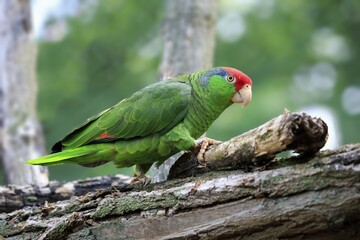 Red-crowned Amazon, (Amazona viridigenalis), adult, walking on tree, Mexico