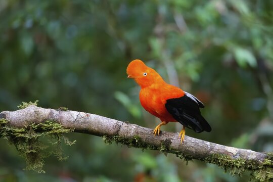 Male Andean cock-of-the-rock (Rupicola peruviana) in the Manu National Park cloud forest, Peruvian national bird, Peru, South America