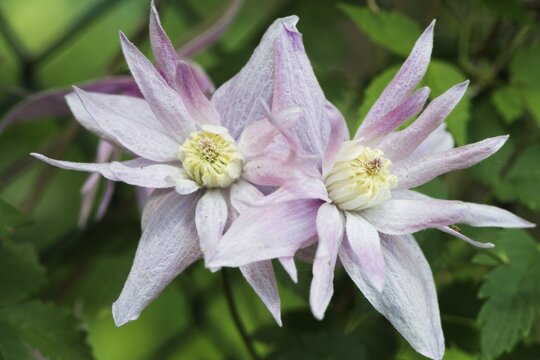 Clematis, variety Markham's Pink (Clematis macropetala Markham`s Pink), Emsland, Lower Saxony, Germany