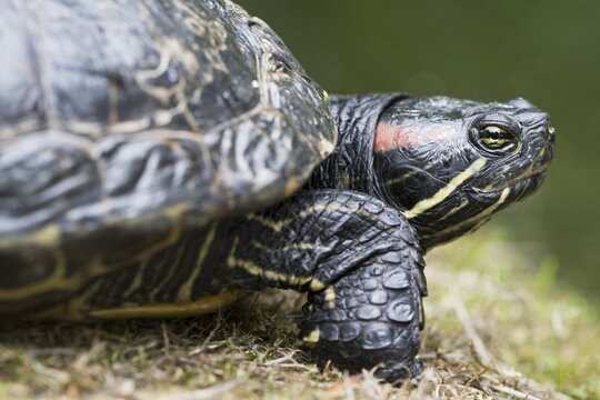 Red-eared slider (Trachemys scripta elegans), Emsland, Lower Saxony, Germany