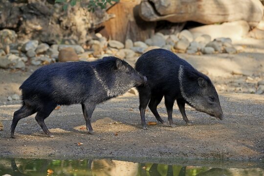 Collared Peccary (Pecari tajacu), adult, two peccaries, pair, foraging, captive