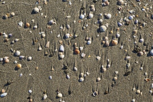 Shells at the Playa del Monsul, Nature Reserve Cabo de Gata-Nijar, Almeria province, Andalusia, Spain