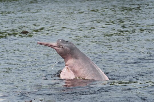 Amazon River Dolphin, Boto or Pink Amazon Dolphin (Inia geoffrensis), Rio Negro, Manaus, Amazonas State, Brazil