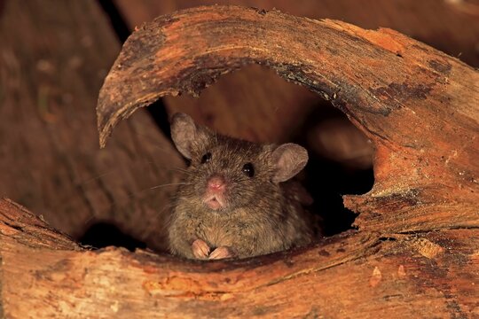House mouse (Mus musculus), adult, looks from undergrowth, watchful, curious, interested, cute, Germany