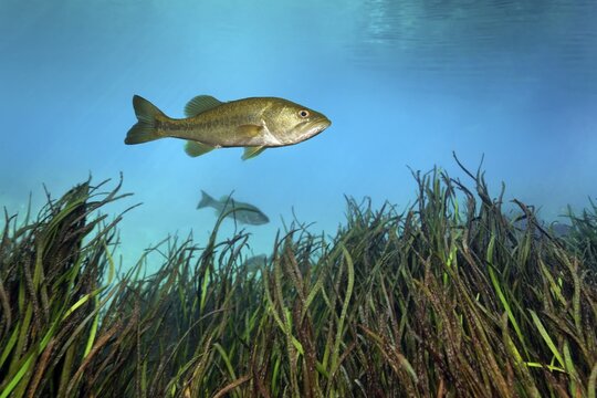 Largemouth Bass (Micropterus salmoides), floating over reeds, Rainbow River, Rainbow Springs State Park, Dunnelon, Florida, USA