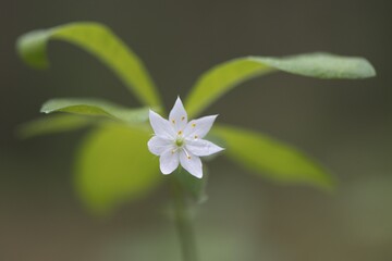 Chickweed wintergreen (Trientalis europaea), Emsland, Lower Saxony, Germany