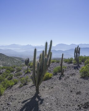 View from a mountain pass onto the barren landscape with Copao Cacti (Eulychnia acida Phil.), Combarbal&aacute;, Regi&oacute;n de Coquimbo, Chile