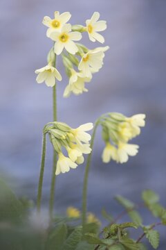 Oxlip (Primula elatior), North Rhine-Westphalia, Germany