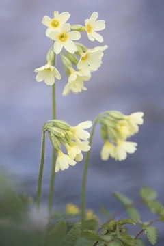 Oxlip (Primula elatior), North Rhine-Westphalia, Germany