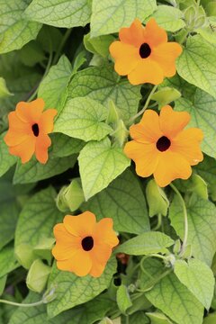 Black-eyed Susan vine (Thunbergia alata), orange blossoms, Germany