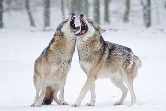 Two howling wolves (Canis lupus) in the snow, captive, Germany