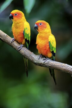 Sun conure (Aratinga solstitialis), adult couple on branch, captive, occurrence South America