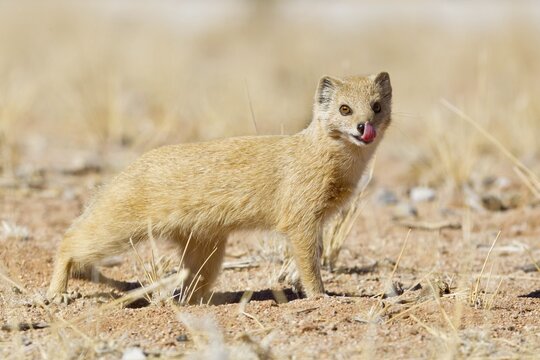 Yellow Mongoose (Cynictis penicillata), Etosha National Park, Namibia
