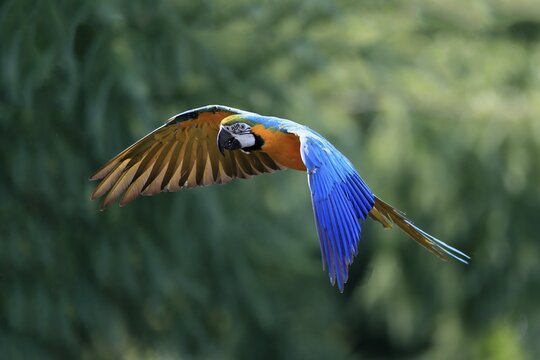 Blue and yellow macaw (Ara ararauna), adult, flying, parrot, Brazil