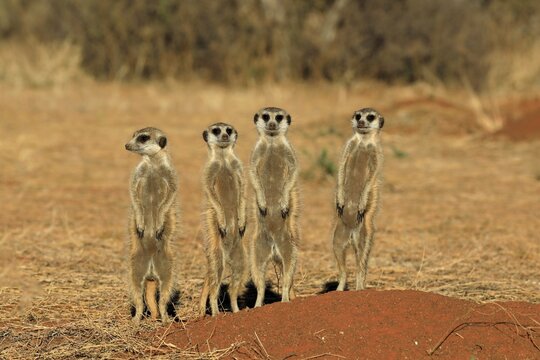 Meerkats (Suricata suricatta), meerkat, adult, group, standing upright, alert, on guard, on burrow, Tswalu Game Reserve, Kalahari, Northern Cape, South Africa
