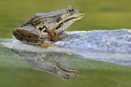 Water Frog (Rana esculenta, Pelophylax kl. Esculentus) with reflection