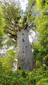 Subtropical rainforest, largest living kauri (Agathis australis) tree, Tāne Mahuta, Lord of the Forest, Waipoua Forest, North Island, New Zealand