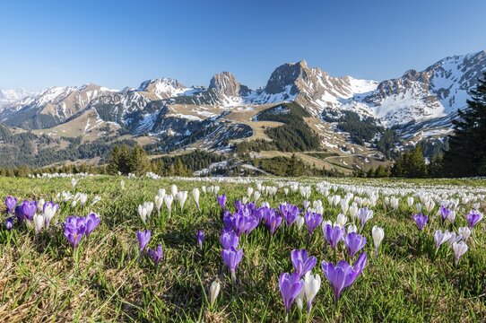 Blossoming crocus meadow near Gurnigelpass, Bernese Alps with N&uuml;nenenflue, Gantrisch, Berg Ochsen, Bernese Oberland, Canton Bern, Switzerland