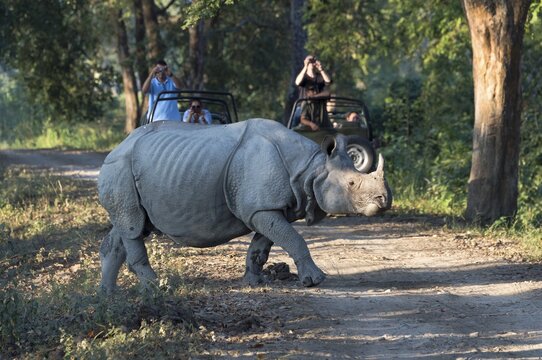 Indian rhinoceros (Rhinoceros unicornis) crossing forest road in front of vehicles with tourists, Kaziranga National Park, Assam, India