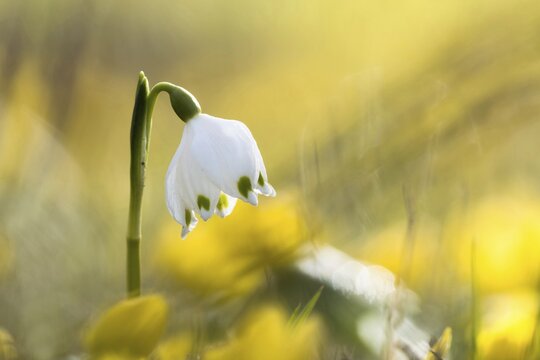 Spring snowflake (Leucojum vernum), Hesse, Germany