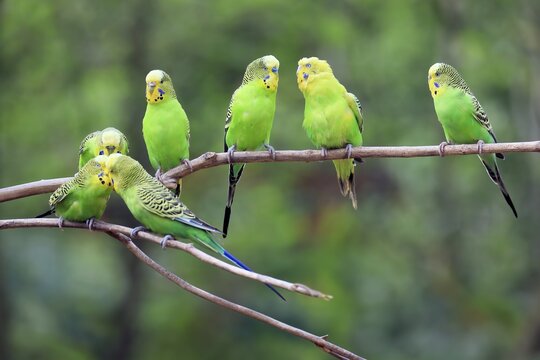 Budgie, adult, group, on hold, captive, Australia Budgerigar (Melopsittacus undulatus), Australia Budgerigar, group of adults on branch, adults, group, groups, male, males, female, females, branch, branches, togetherness, Australia, horizontal, parrot, parotts, parakeet, parakeets, bird, birds, animal, animals, ornithology, wild, wildlife, zoology, outside, out
