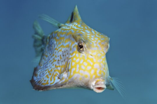 Humpback turretfish (Tetrosomus gibbosus), Great Barrier Reef, Pacific, Australia