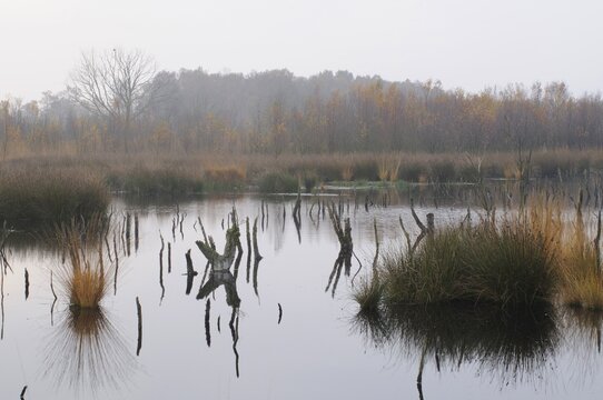 Bog pond in autumn, Dutch raised bog reserve Bargerveen, Netherlands, Europe