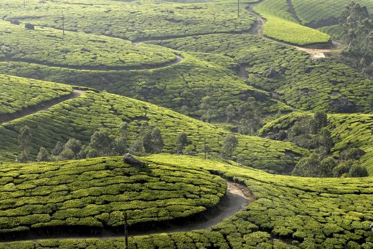 Tea plantations in Munnar, Western Ghats, Kerala, South India, India, Asia