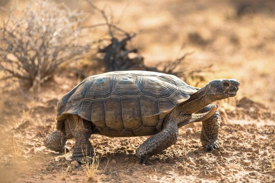 Agassiz's desert tortoise (Gopherus agassizii) walking in dry terrain, Valley of Fire, Mojave Desert, Nevada, USA