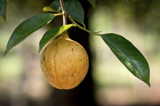 Nutmeg fruit growing on a Nutmeg Tree (Myristica fragrans), Peermade, Kerala, India