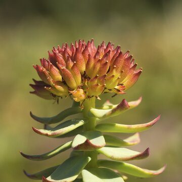 Golden Root, Roseroot or Aaron's Rod (Rhodiola rosea), Labrador coast, Canada, North America