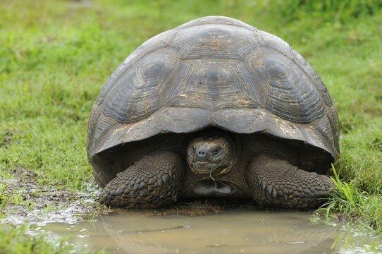 Galapagos Giant Tortoise (Geochelone elephantopus), Galapagos, Ecuador, South America