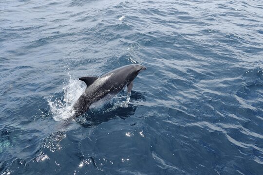 Striped Dolphin (Stenella coeruleoalba) jumping out of the water