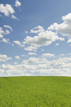 Green field, clouds and blue sky, Bucklige Welt, Lower Austria, Austria, Europe