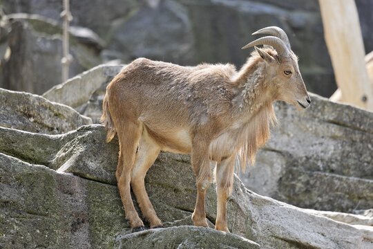 Barbary Sheep (Ammotragus lervia), Schoenbrunn Zoo, Vienna, Austria, Europe