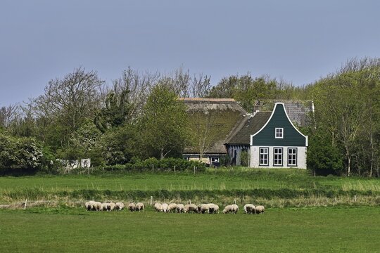A group of domestic sheep (Ovis orientalis aries), on a meadow, behind an old farm, Texel, Netherlands