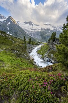 Mountain landscape with blooming alpine roses, mountain stream Zemmbach and mountain hut Berliner H&uuml;tte, behind mountain peak Steinmandl and Gro&szlig;er M&ouml;seler with glacier Waxeggkees, Berliner H&ouml;henweg, Zillertal Alps, Tyrol, Austria
