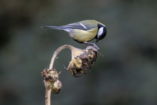 Great tit (Parus major) on a sunflower, Emsland, Lower Saxony, Germany