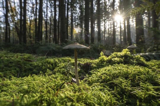Helminth (Mycena) in spruce forest, Emsland, Lower Saxony, Germany