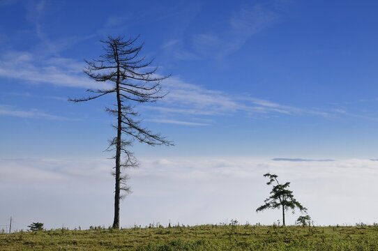 Two ragged pines against the blue sky, hiking trail on Hocheck Mountain, Triestingtal, Lower Austria, Austria, Europe
