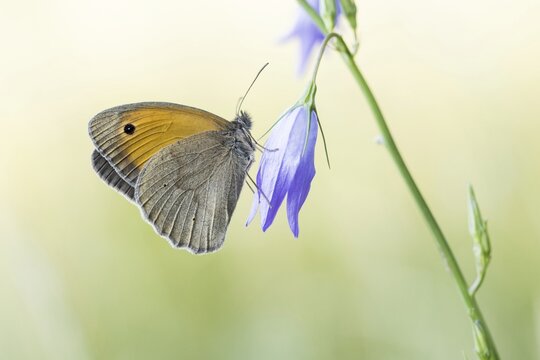 Ochsenauge Maniola jurtina) on Spreading Bellflower (Campanula patula), Hesse, Germany