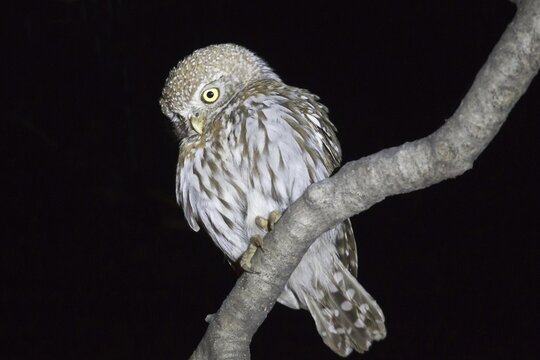 Pearl-spotted Owlet (Glaucidium perlatum) sitting on a branch, Etosha National Park, Namibia