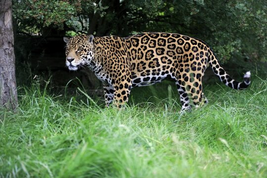 Jaguar (Panthera onca), adult, native to South America, captive, England, United Kingdom