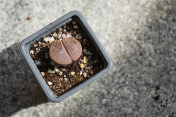 Lithops hookeri is a dwarf succulent with a body that consists of two thick, fleshy leaves with flat to slightly convex upper surfaces