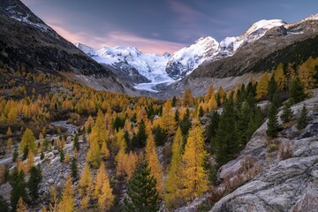 Autumn Larch Forest Front Morteratsch