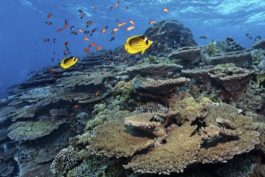 Reef top with Acropora hyacinth table coral (Acropora hyacinthus) and tobacco butterflyfish (Chaetodon dasciatus), pair, Ras Muhammed National Park, Red Sea, Sharm el Sheik, Sinai, Egypt